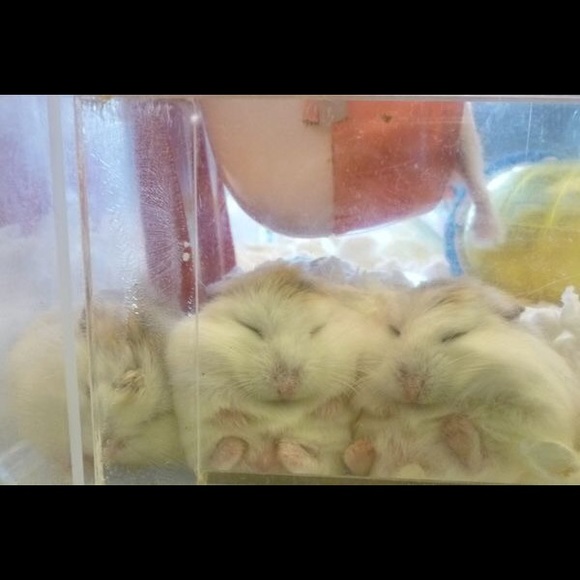 Meet your Posher, Stephanie - Picture 6 of 7